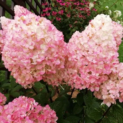 Гортензия МЭДЖИКАЛ КЭНДЛ метельчатая  Гортензия МЭДЖИКАЛ КЭНДЛ метельчатая в Владивостоке