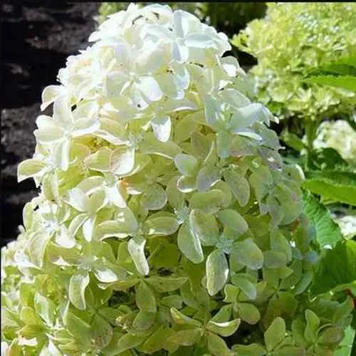 Гортензия МЭДЖИКАЛ ЛАЙМ СПАРКЛ метельчатая  Гортензия МЭДЖИКАЛ ЛАЙМ СПАРКЛ метельчатая в Владивостоке