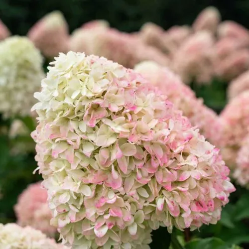 Гортензия САММЕР ЛАВ метельчатая  Гортензия САММЕР ЛАВ метельчатая в Владивостоке