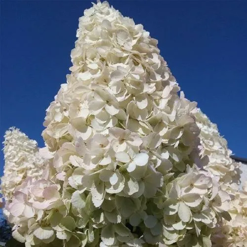 Гортензия ПОЛАР БИР метельчатая  Гортензия ПОЛАР БИР метельчатая в Владивостоке