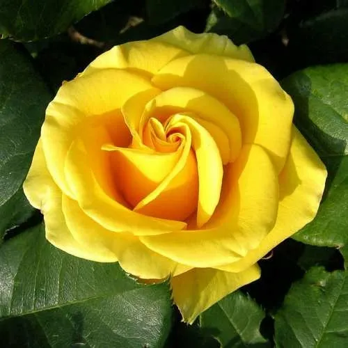 Саженцы роз ПАПИЛОН чайно-гибридная в Владивостоке