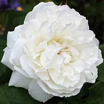 Саженцы роз ВИНЧЕСТЕР КАФЕДРАЛ английская  Саженцы роз ВИНЧЕСТЕР КАФЕДРАЛ английская в Владивостоке