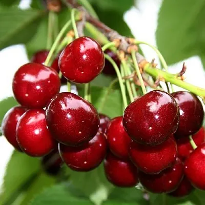 Черешня МИНЧАНКА  Черешня МИНЧАНКА в Владивостоке