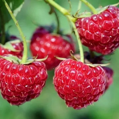 Саженцы малины Зева Хербстернт Саженцы малины Зева Хербстернт