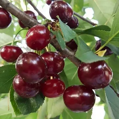 Дюк СЛАВЯНКА  Дюк СЛАВЯНКА в Владивостоке