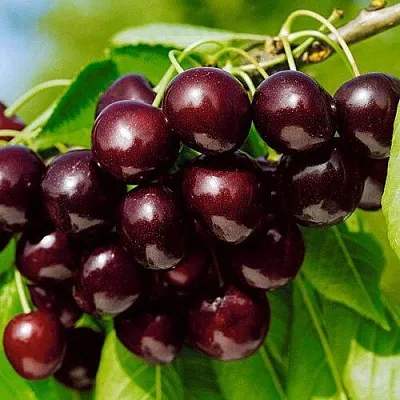 Черешня ВИТЯЗЬ  Черешня ВИТЯЗЬ в Владивостоке