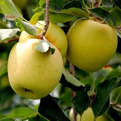 Яблоня ГОЛДЕН ВЛАДИМИРСКИЙ  Яблоня ГОЛДЕН ВЛАДИМИРСКИЙ в Владивостоке