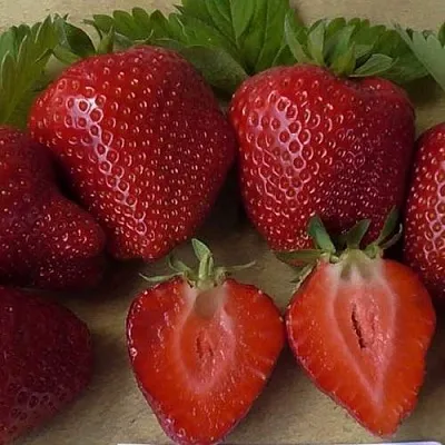 Клубника САНДРА  Клубника САНДРА в Владивостоке