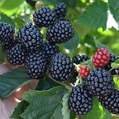 Ежевика ПОЛАР бесшипная  Ежевика ПОЛАР бесшипная в Владивостоке