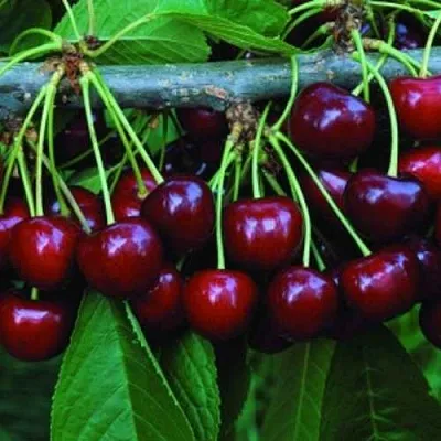 Черешня ВЕДА  Черешня ВЕДА в Владивостоке