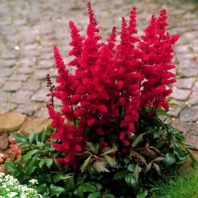 Астильба ГЛАТ Арендса в Владивостоке