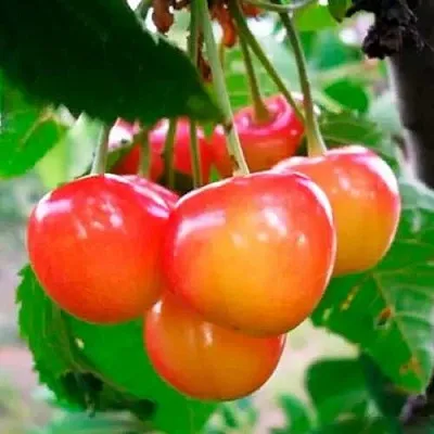 Черешня ДОНЧАНКА  Черешня ДОНЧАНКА в Владивостоке