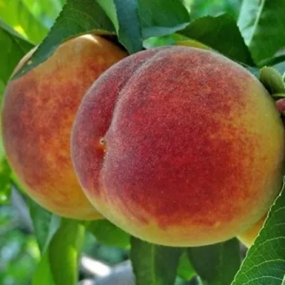 Персик НОВОСЕЛКОВСКИЙ в Владивостоке