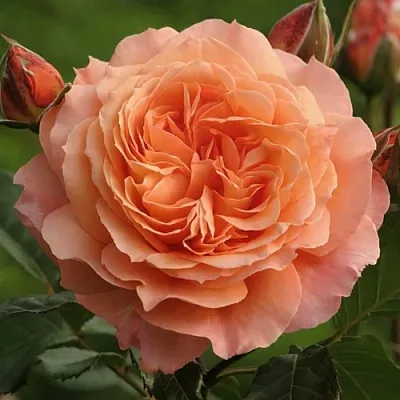 Саженцы роз БЕЛЬВЕДЕР шраб  Саженцы роз БЕЛЬВЕДЕР шраб в Владивостоке