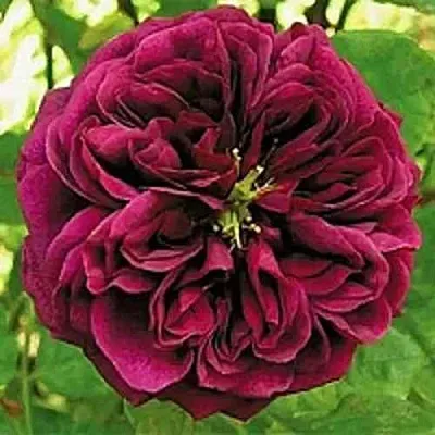 Саженцы роз ЗЕ ПРИНЦ английская  Саженцы роз ЗЕ ПРИНЦ английская в Владивостоке