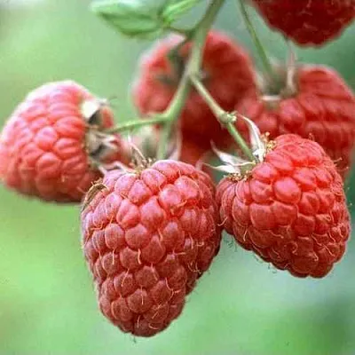 Малина ХЕРИТЕЙДЖ  Малина ХЕРИТЕЙДЖ в Владивостоке