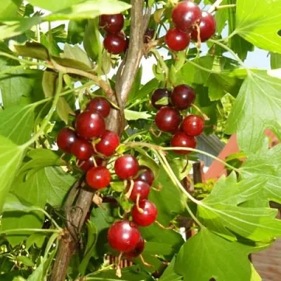 Смородина золотистая ВИШНЕВАЯ  Смородина золотистая ВИШНЕВАЯ в Владивостоке