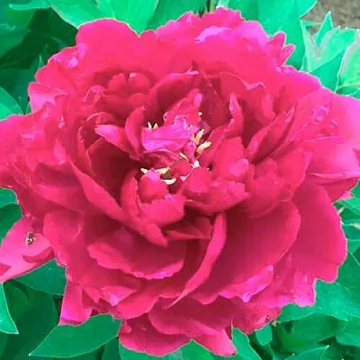 Пион ОСТРОВНОЙ МИНИСТР древовидный  Пион ОСТРОВНОЙ МИНИСТР древовидный в Владивостоке