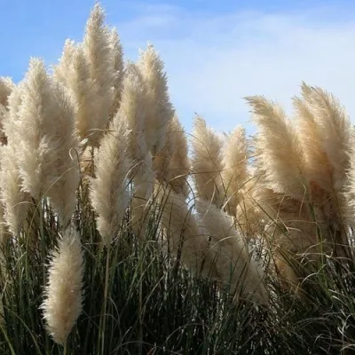 Кортадерия белая (пампасная трава) в Владивостоке