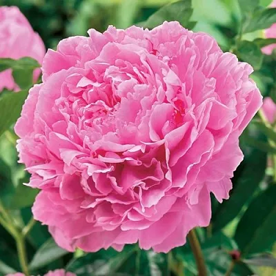 Пион МИСС ЭКХАРТ травянистый  Пион МИСС ЭКХАРТ травянистый в Владивостоке