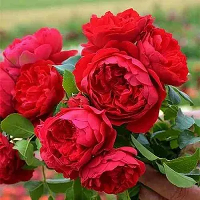 Саженцы роз ФЛОРЕНТИНА плетистая  Саженцы роз ФЛОРЕНТИНА плетистая в Владивостоке