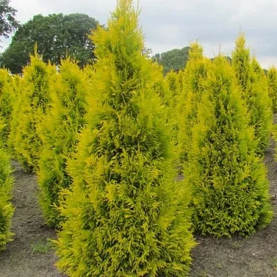 Туя САНКИСТ западная  Туя САНКИСТ западная в Владивостоке