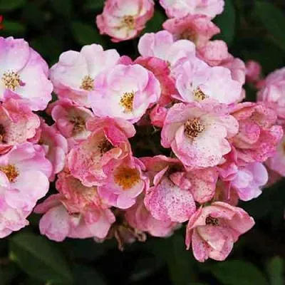 Саженцы роз АЛДЕН БИЗЕН мускусная в Владивостоке