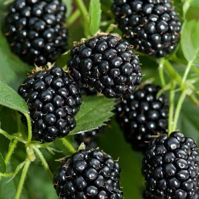 Ежевика АГАВАМ  Ежевика АГАВАМ в Владивостоке