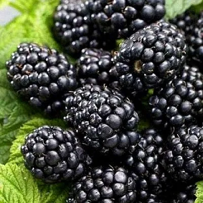 Ежевика БЖЕЗИНА бесшипная  Ежевика БЖЕЗИНА бесшипная в Владивостоке