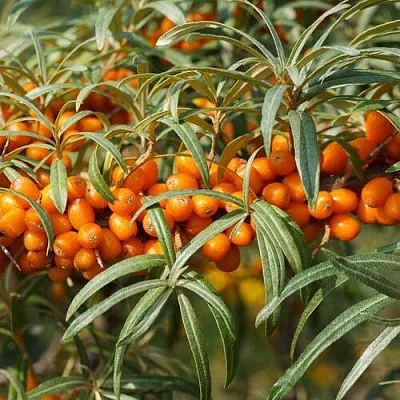 Облепиха РОСИНКА в Владивостоке