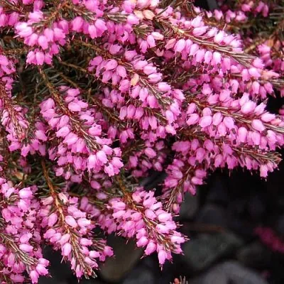 Эрика СТИНКЕ дарленская  Эрика СТИНКЕ дарленская в Владивостоке