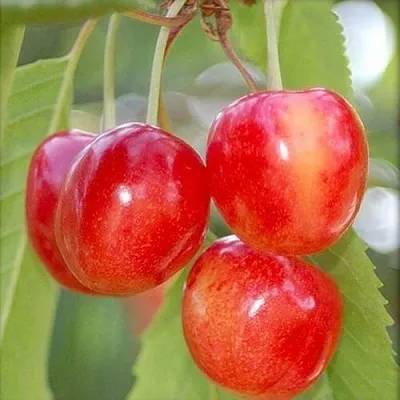 Черешня МЕДУНИЦА  Черешня МЕДУНИЦА в Владивостоке