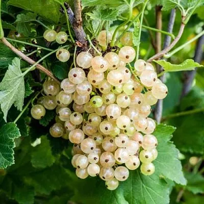 Смородина белая БЕЛАЯ ПОТАПЕНКО  Смородина белая БЕЛАЯ ПОТАПЕНКО в Владивостоке