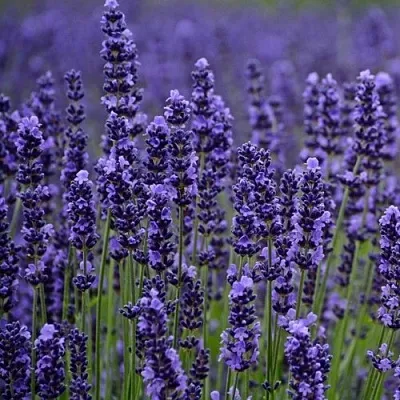 Лаванда МАНСТЕД узколистная  Лаванда МАНСТЕД узколистная в Владивостоке