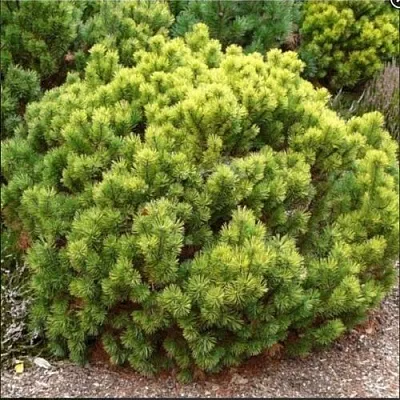 Ель ДАНС ДВАРФ обыкновення в Владивостоке