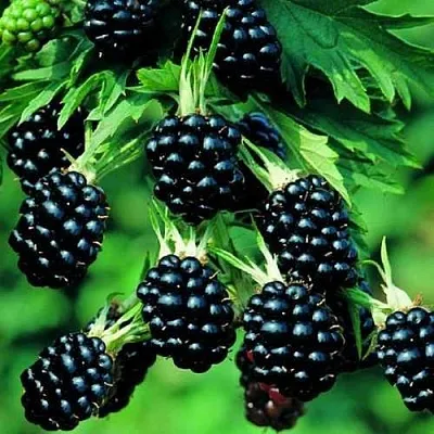 Ежевика КИТАНИНИ бесшипная  Ежевика КИТАНИНИ бесшипная в Владивостоке