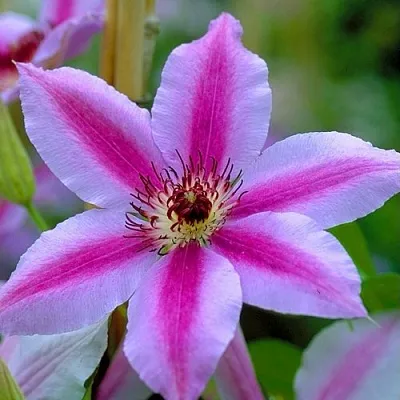 Клематис НЕЛЛИ МОЗЕР  Клематис НЕЛЛИ МОЗЕР в Владивостоке