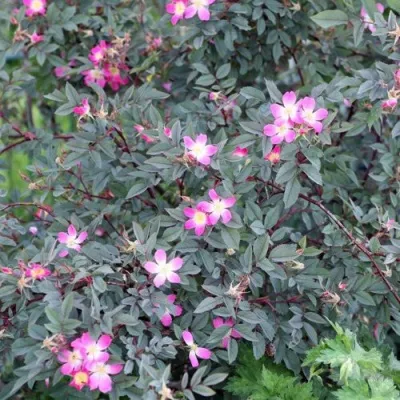 Саженцы роз сизая — описание сорта Саженцы роз сизая в Владивостоке