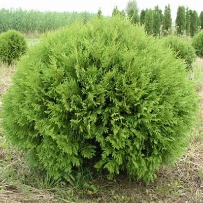 Туя ГЛОБОЗА западная  Туя ГЛОБОЗА западная в Владивостоке