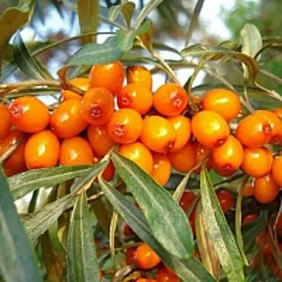 Облепиха БОТАНИЧЕСКАЯ в Владивостоке