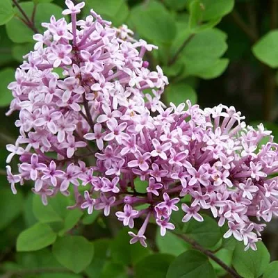 Сирень ПАЛИБИН  в Владивостоке