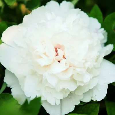 Пион СНЕЖНАЯ КРЕПОСТЬ древовидный в Владивостоке