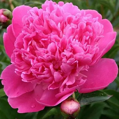 Пион ЭДУЛИС СУПЕРБА травянистый  Пион ЭДУЛИС СУПЕРБА травянистый в Владивостоке