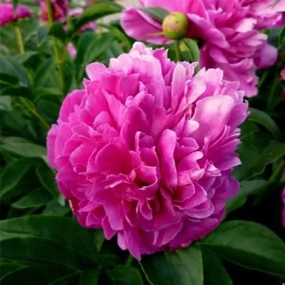 Пион ФЕЛИКС КРАУССЕ травянистый  Пион ФЕЛИКС КРАУССЕ травянистый в Владивостоке