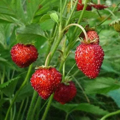 Земляника АЛЬПИЙСКАЯ  Земляника АЛЬПИЙСКАЯ в Владивостоке