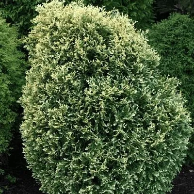 Туя ЛИТОМИШИЛ западная  Туя ЛИТОМИШИЛ западная в Владивостоке