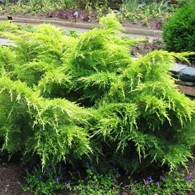 Можжевельник ГОЛД КОСТ средний в Владивостоке