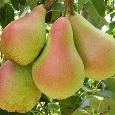 Груша ЛЕСНАЯ КРАСАВИЦА  Груша ЛЕСНАЯ КРАСАВИЦА в Владивостоке