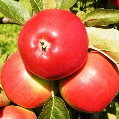 Яблоня СЯБРЫНА  Яблоня СЯБРЫНА в Владивостоке