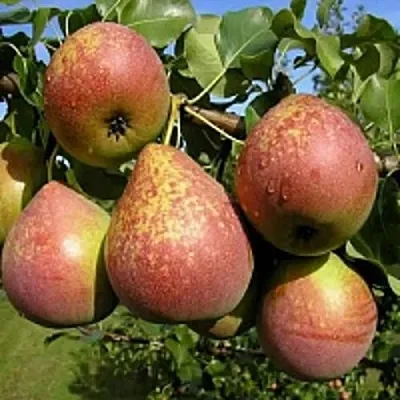 Груша МРАМОРНАЯ  Груша МРАМОРНАЯ в Владивостоке